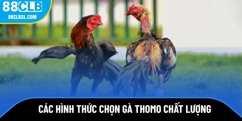 Các hình thức chọn gà Thomo chất lượng